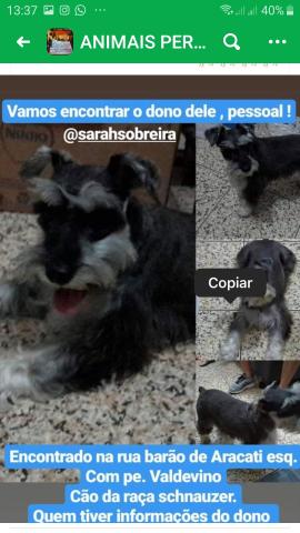 Alguém perdeu esse lindo ?