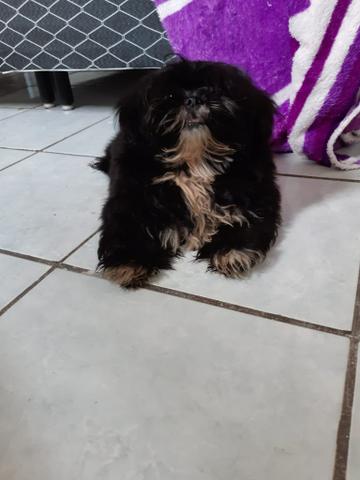 Cachorrinha fêmea - Foto 4