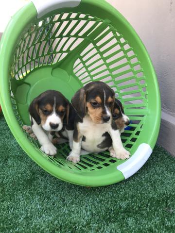 Beagle com pedigree e microchip - Foto 2