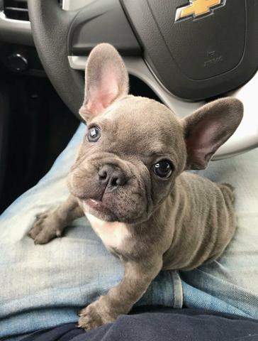 Bulldog Francês Blue