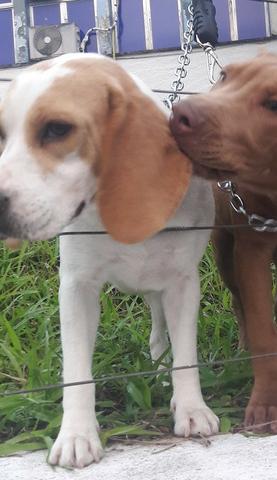 Filhotes de Beagle - Foto 2