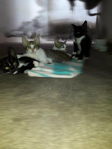 Doação de gatos