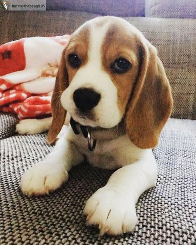 Beagle 13 polegadas, bicolor e tricolor, com suporte veterinário gratuito! - Foto 4