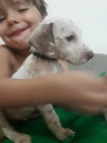 Dálmata puro! Super barato! - Foto 4