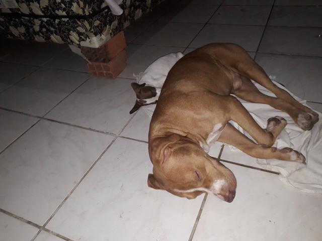 Vendo essa linda pitbull ela tem 2 meses já interessados chama no zap ou ligar * - Foto 5