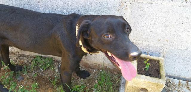Adoção Responsável - Duque (1 ano e mestiço de labrador) - Foto 3