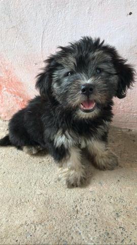 Filhotes de Lhasa Apso puro - Foto 5