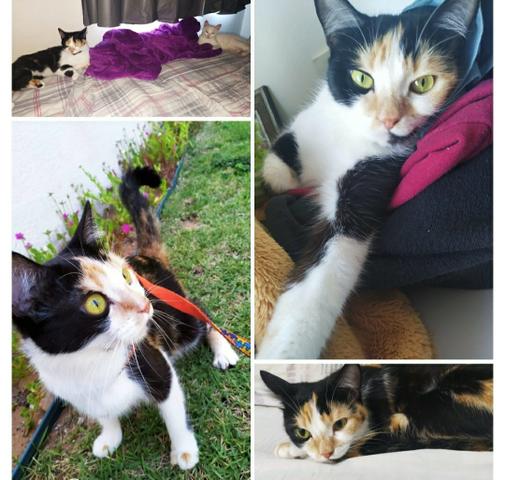 Gata Effy - Foto 6