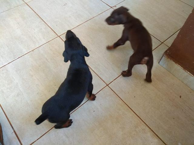 Filhotes de Doberman - Foto 3