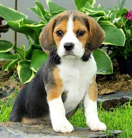 Beagle lindos filhotes - Foto 2