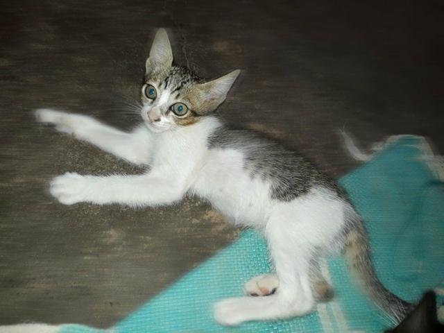 Doação de gatos - Foto 4