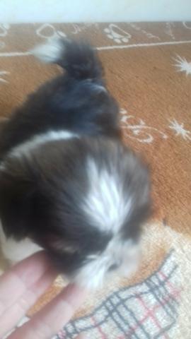 Filhote de shitzu macho tricolor lindoo - Foto 2