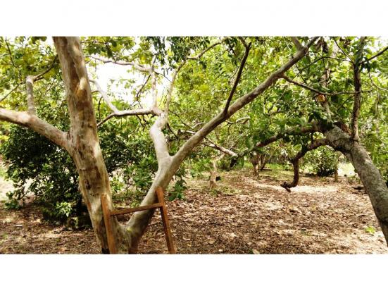 Chácara à venda em Zona rural, Nossa senhora do livramento cod:13185 - Foto 9