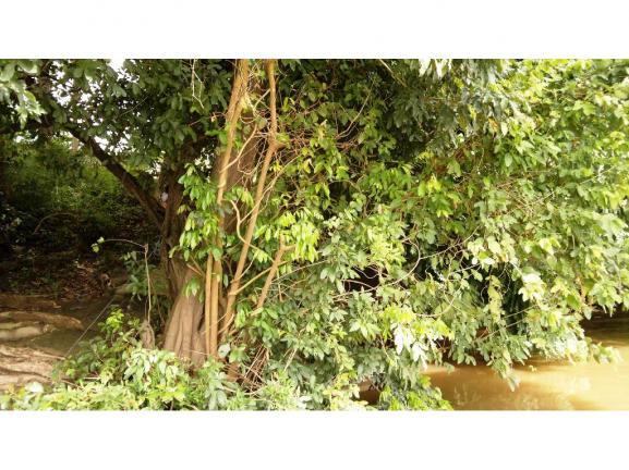 Chácara à venda em Zona rural, Nossa senhora do livramento cod:13185 - Foto 13