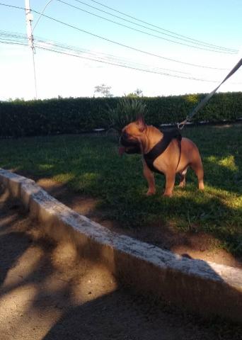 Bulldog Francês : Disponível para cobertura - Foto 3
