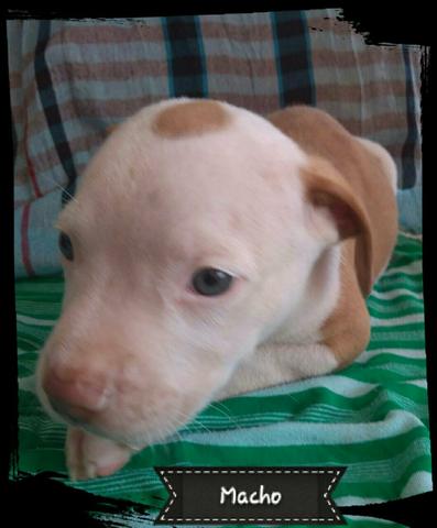 Vendo Filhotes de Pitbull - Foto 3
