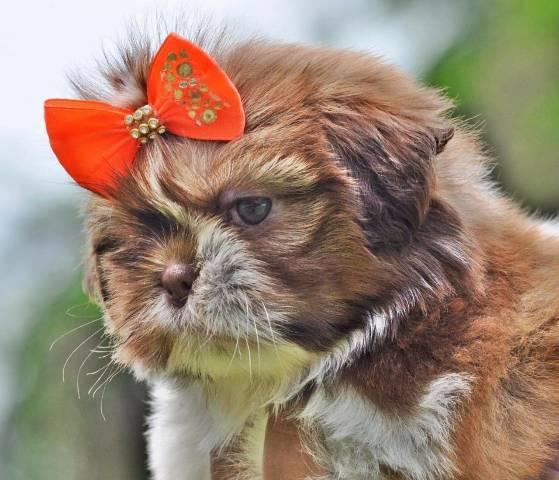 Para sua companhia filhotes saudáveis Shih Tzu