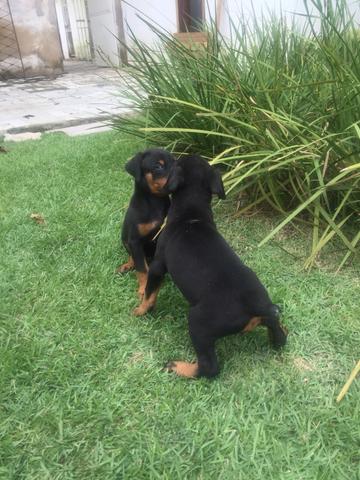 Venda de filhotes de doberman - Foto 4