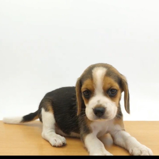 Beagle lindos filhotes disponível a pronta entrega