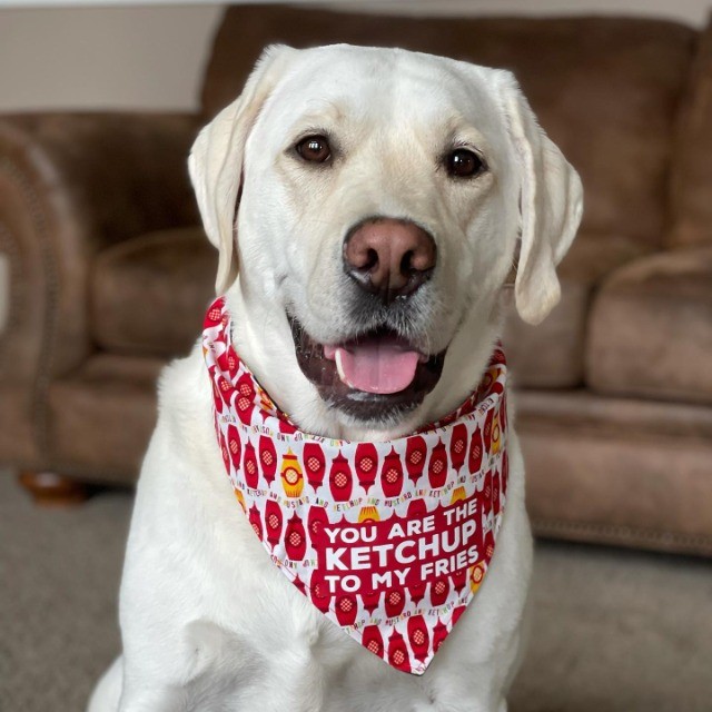 Labrador lindos filhotes disponível a pronta entrega e encomenda fêmea e macho!!!!