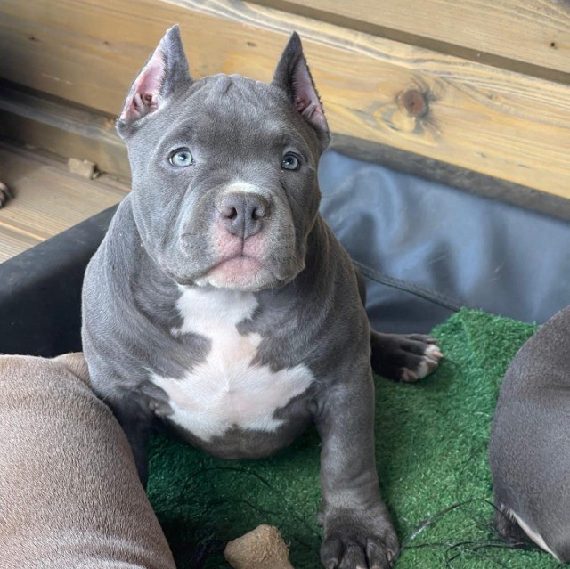 American Bully   lindos filhotes disponível a pronta entrega