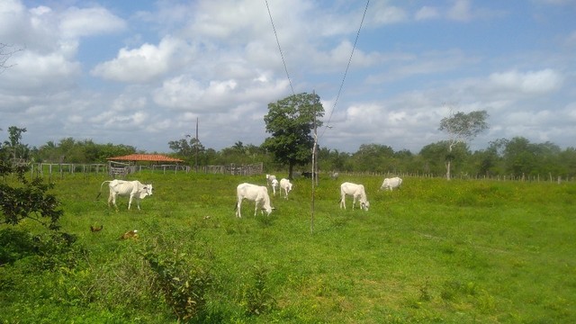 Fazenda em  Cantanhede-MA - Foto 4