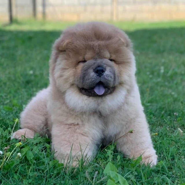 Chow chow lindos filhotes disponível a pronta entrega