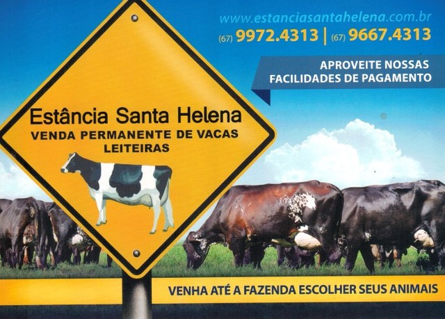 Vacas Leiteiras animais de alta qualidade. Girolanda/Jersey - Foto 2