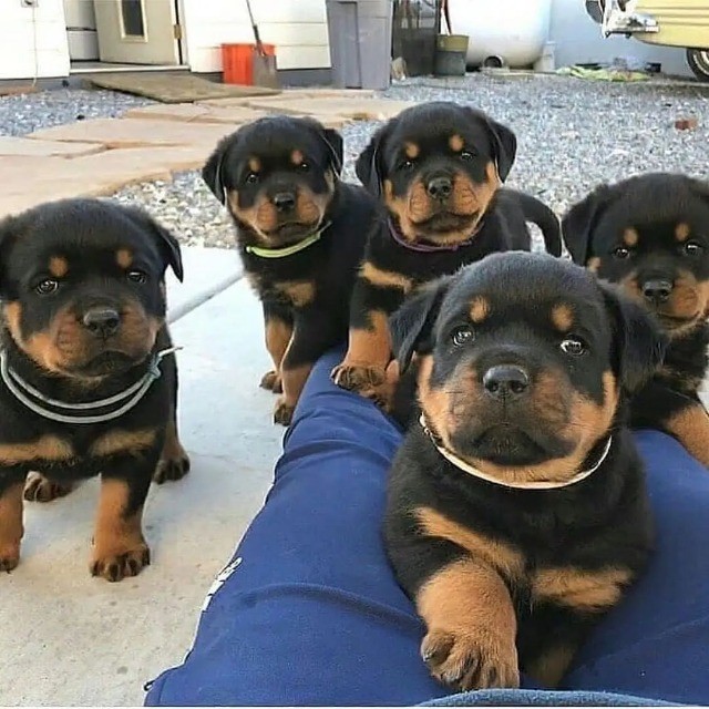 Rottwalier lindos filhotes disponível a pronta entrega e encomenda fêmea e macho!!!!