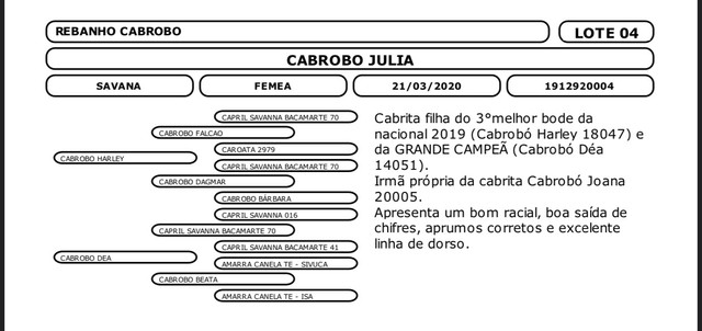 01 Bode e 02 cabras raça Savana registrado 