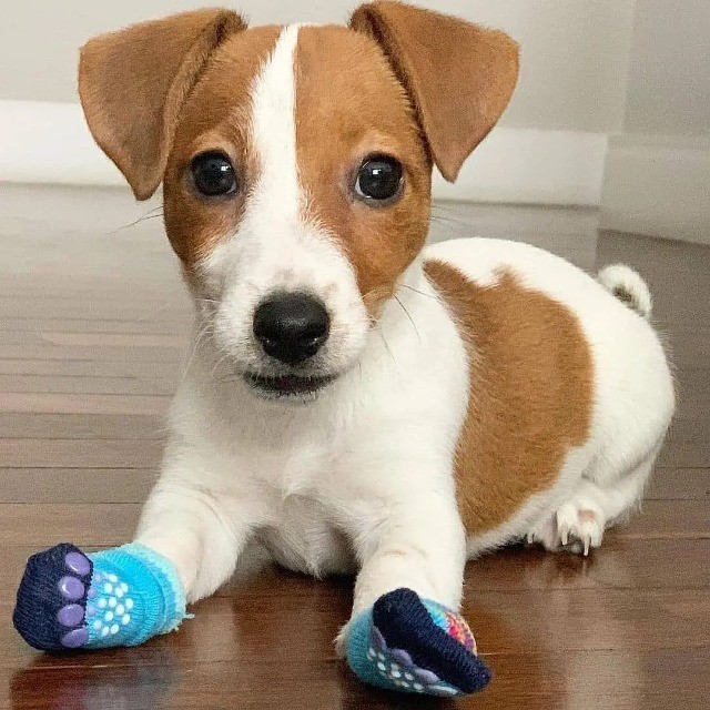 Jack Russel   lindos filhotes disponível a pronta entrega