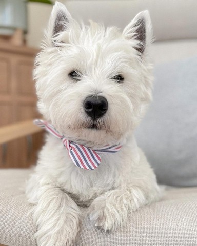 West Terrier lindos filhotes disponível a pronta entrega e encomenda fêmea e macho!!!!