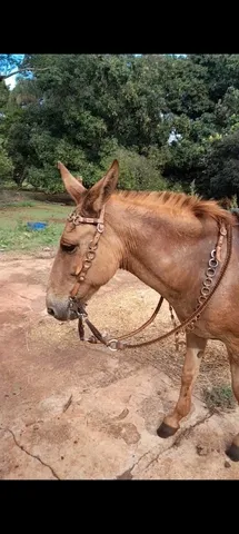 Kit Traia De Frente Cabeçada Cavalo Rédea + Cabresto Amarela