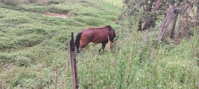 Cavalo de cela - Animais para agropecuária - Borda da Mata 1256806947