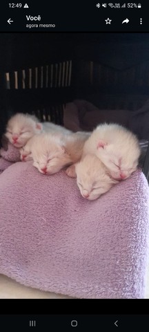 Doa se gatos recém nascidos