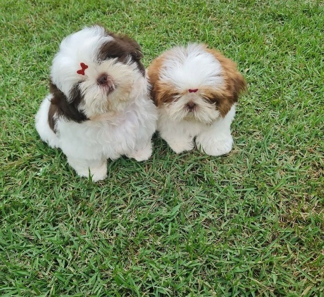 Shih Tzu - belos filhotes!!!!!!