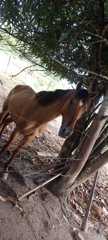 Égua místiça campolina 