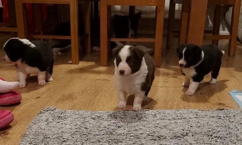 Border Collie disponíveis macho e fêmea 