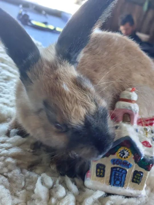 Linda coelha Menina Chocolate com a Fuça preta e orelhas pretas - Foto 4