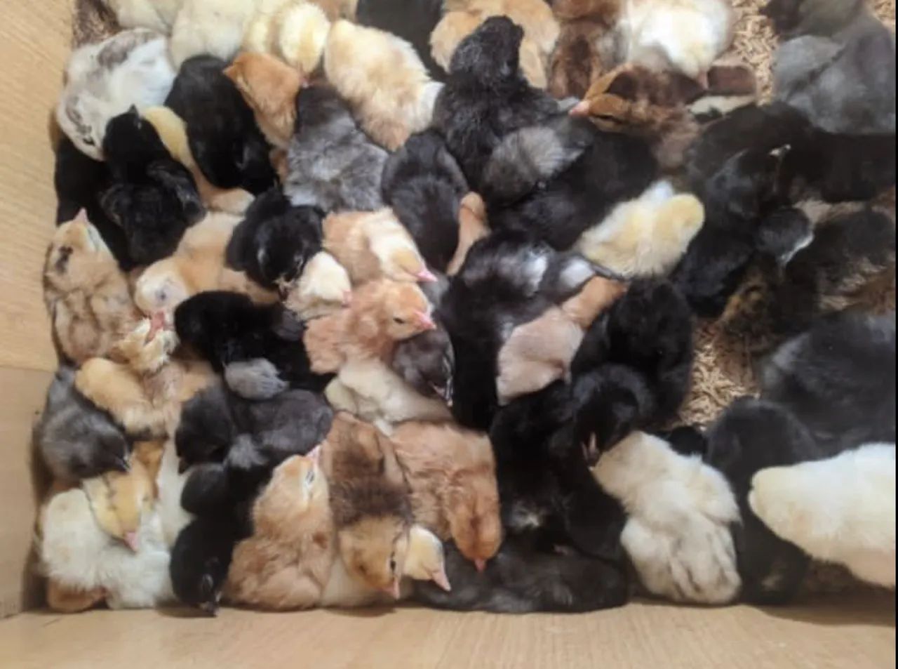 Pintinhos de Poedeira