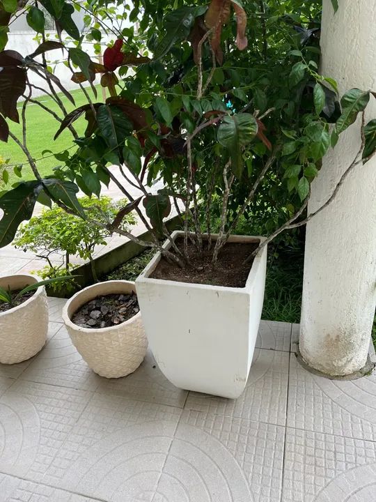 Quatro vasos de planta em - Foto 5