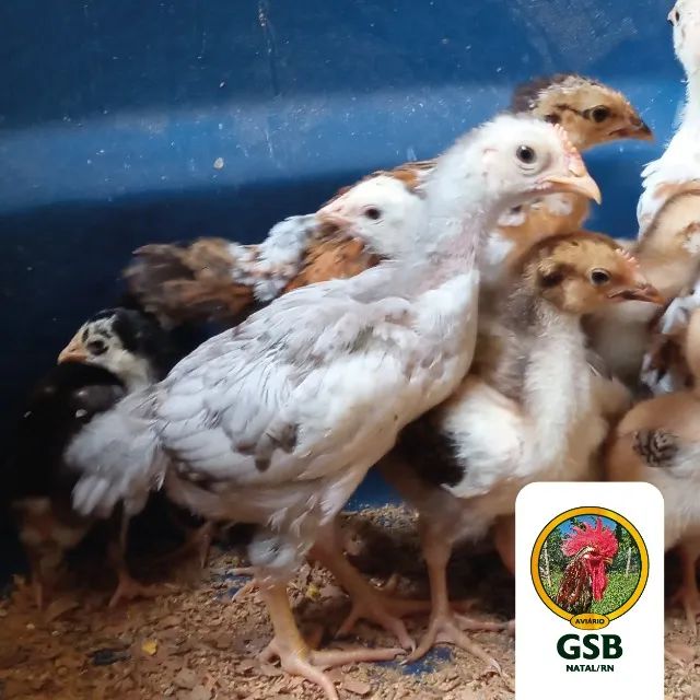 Promoção! Galinha GSB Sertaneja Balão - Pintos e ovos a venda - Foto 2