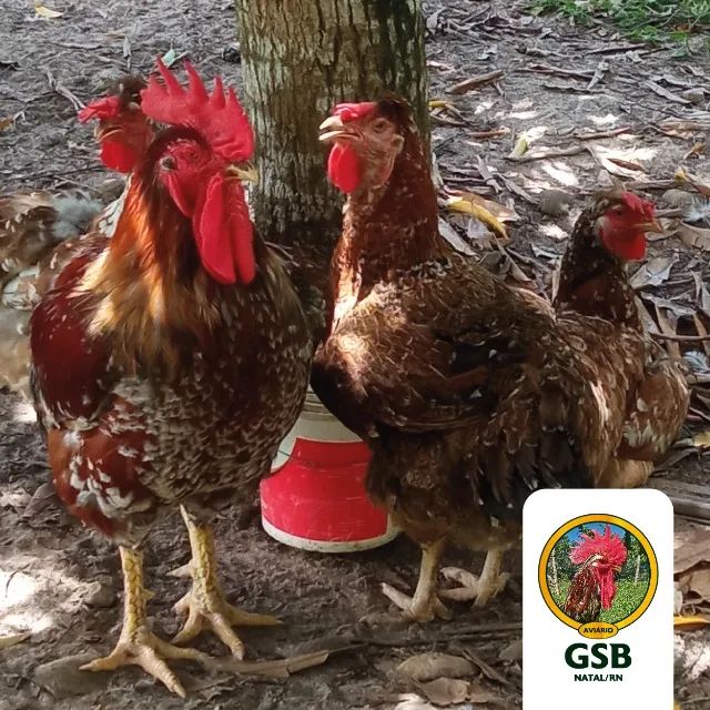 Promoção! Galinha GSB Sertaneja Balão - Pintos e ovos a venda - Foto 6