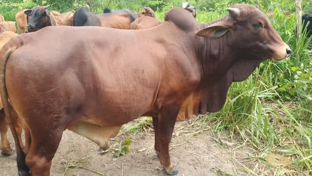 Touros da Raça Sindi - Foto 3