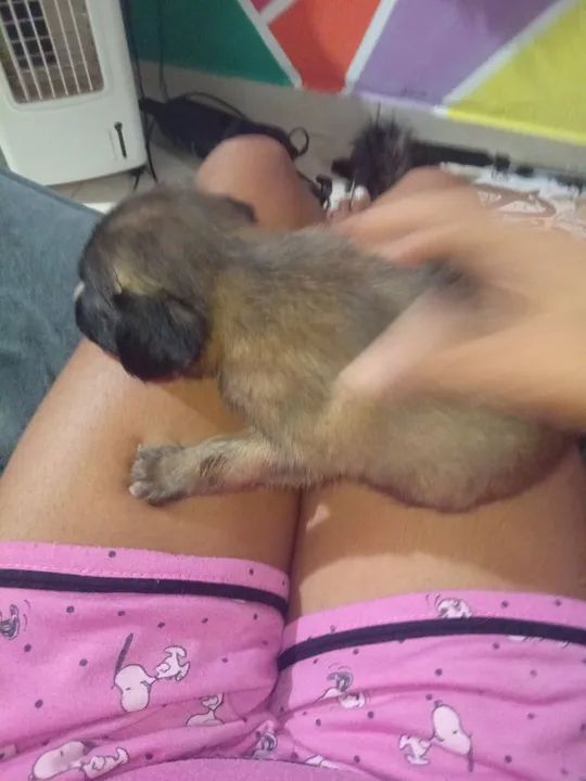 Filhotes de raça não definida - Foto 6