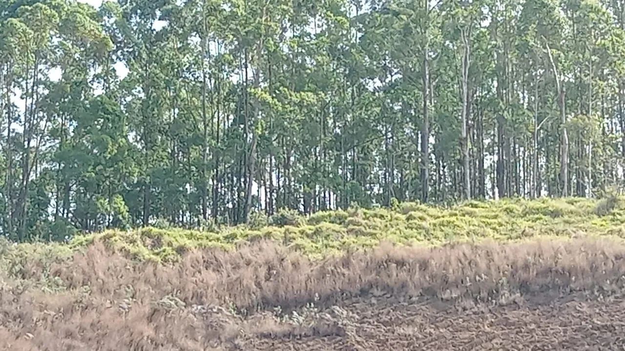 foto - Nova Friburgo - Campo do Coelho