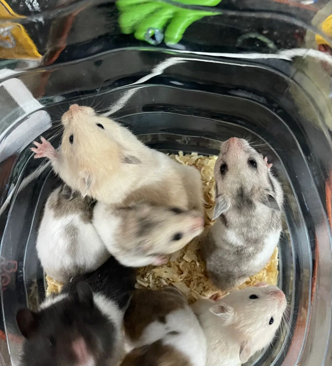 Hamster Sirio  - Foto 2