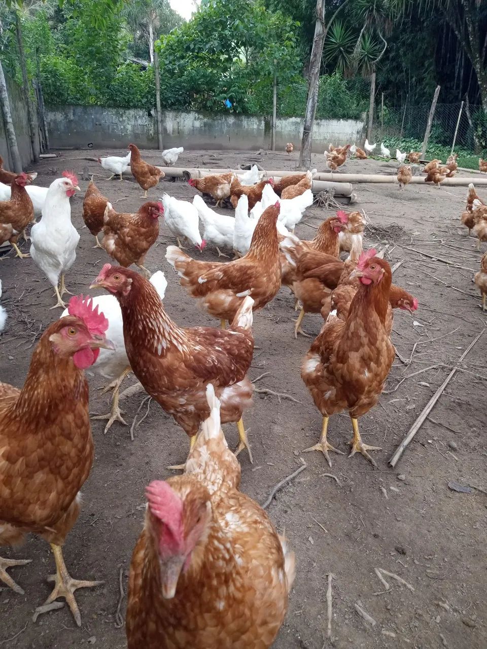 Vende-se galinhas poedeiras início a postura  - Foto 2