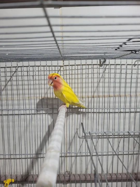 Lindo lutino - Foto 3