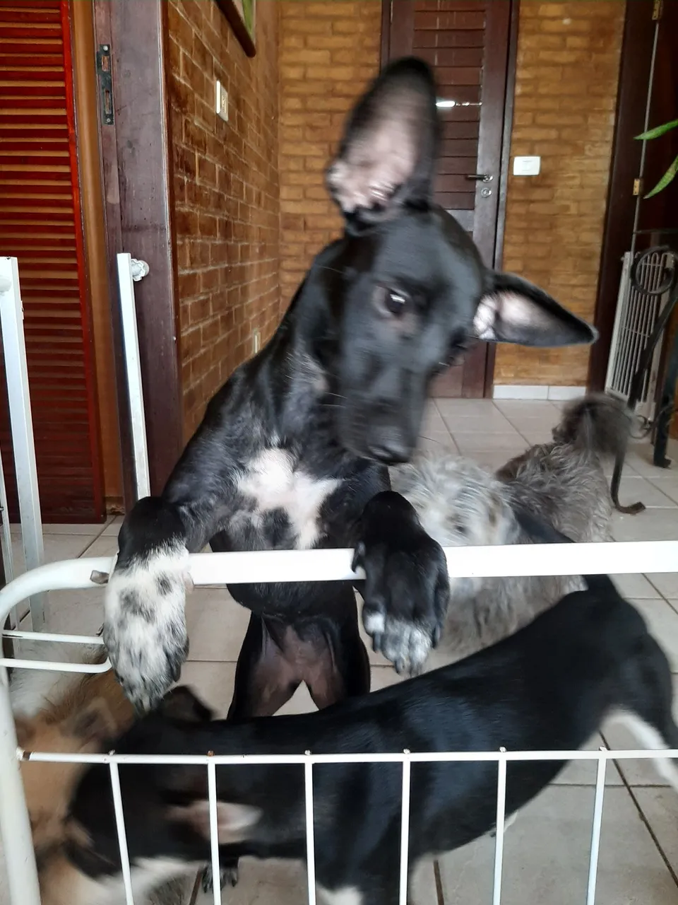 Cachorrinha filhote para doação 